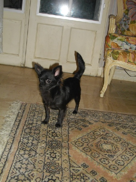 Gahia des Mini Elidyle