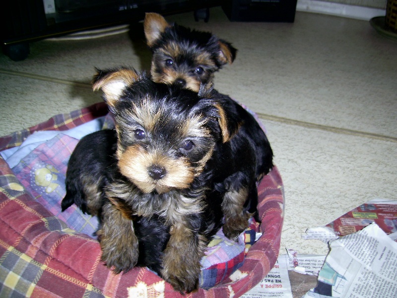 chiots york