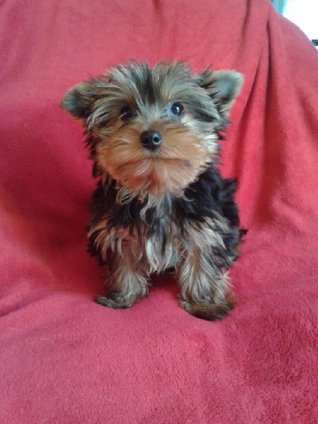 Du Bois De Rozolen - Chiots disponibles - Yorkshire Terrier