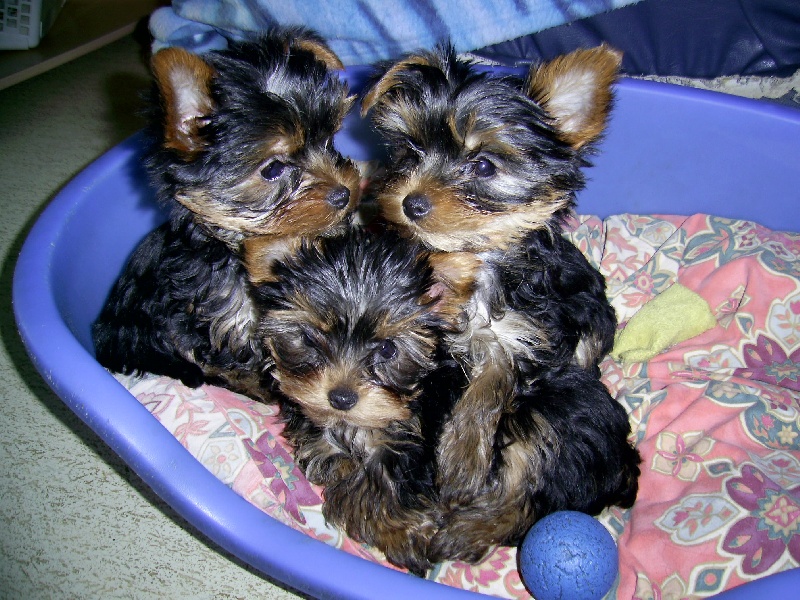 Du Bois De Rozolen - Yorkshire Terrier - Portée née le 18/12/2010