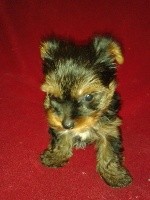 oliver